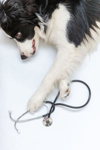 Puppy dog border collie and stethoscope isolated on white background