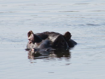 Black swan swimming on lake