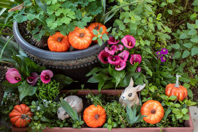 View of pumpkins on flowers