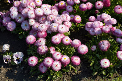 High angle view of pink flowering plants on field