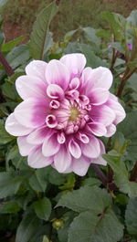 Close-up of pink flower with leaves