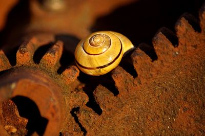 Close-up of snail on machine part