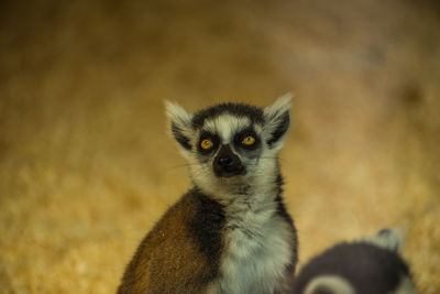 Close-up of monkey looking away