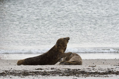 High angle view of sea lion on beach