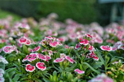 Close-up of pink flowering plants