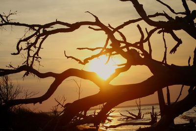 Silhouette of tree at sunset