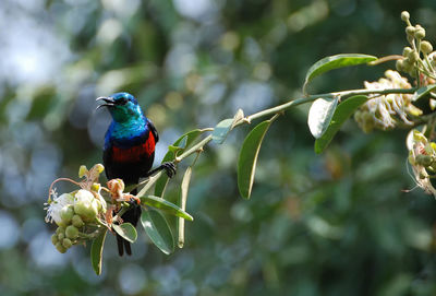 Close-up of bird perching on tree trunk