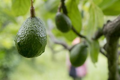 Close-up of fruits growing on tree