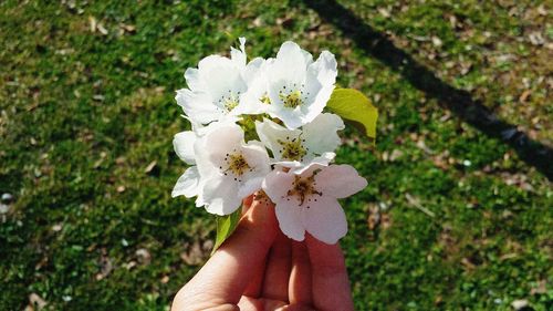 Human hand holding small white flower