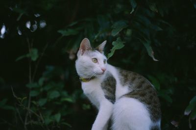 Close-up of cat