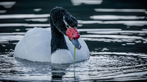 Close-up of swan swimming in lake