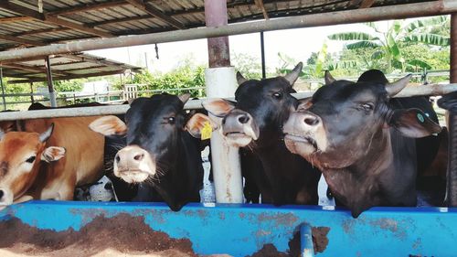 Close-up of cows in shed