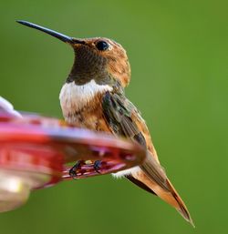 Close-up of bird flying against blurred background