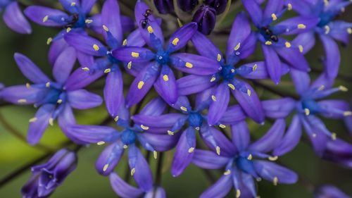 Close-up of purple flowers