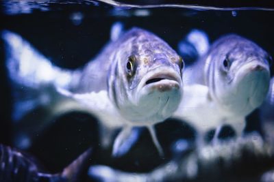 Close-up of fish swimming in aquarium