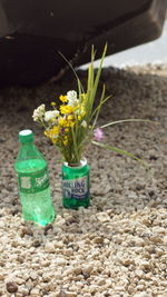 Close-up of flower plant on sand