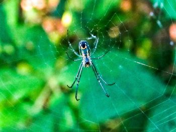 Close-up of spider on web