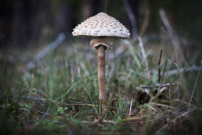 Close-up of mushroom growing on field