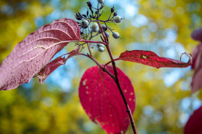 Close-up of autumnal leaves against blurred background