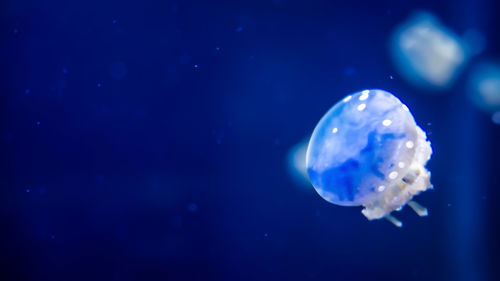 Close-up of jellyfish swimming in aquarium