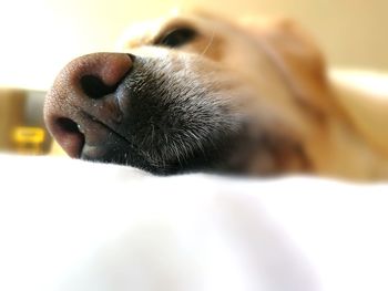 Close-up of dog