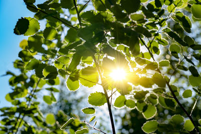 Low angle view of sunlight streaming through tree