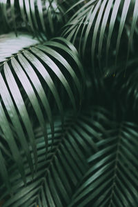 Close-up of palm leaves