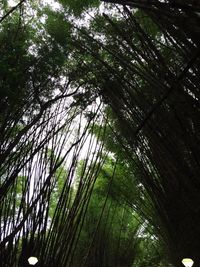 Low angle view of trees in the forest