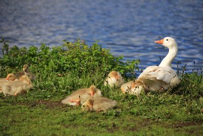 Mum and ducklings resting by the lake.