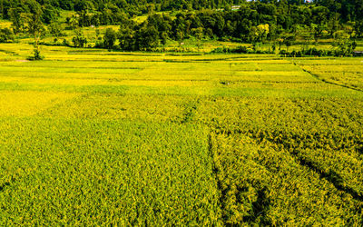 Scenic view of agricultural field