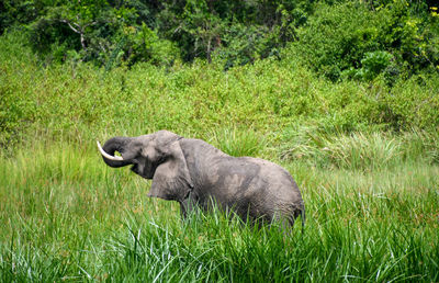 Side view of an animal on land