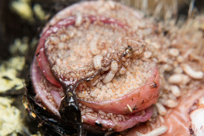 Close-up of crab