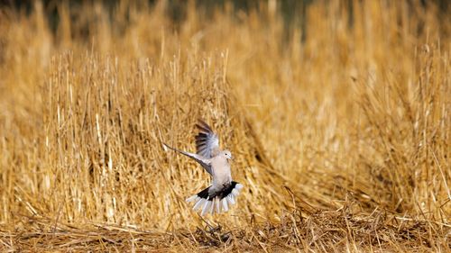 Bird flying over a field