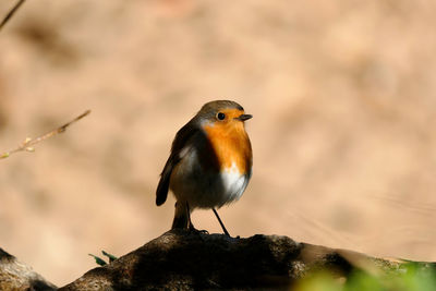 Close-up of bird perching on rock