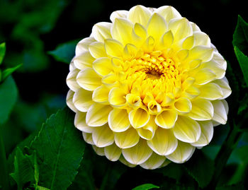 Close-up of yellow dahlia blooming outdoors