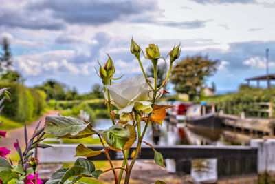 Close-up of flowering plant against sky