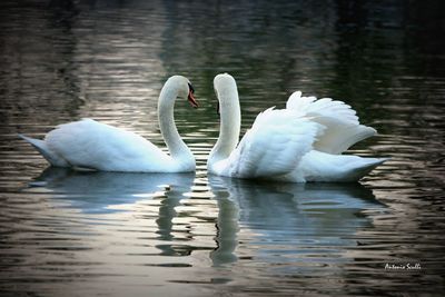 Swan swimming in lake