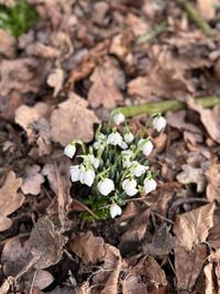 Snow drops in the woods