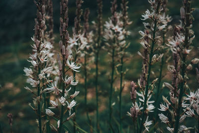 Close-up of flowering plants on field