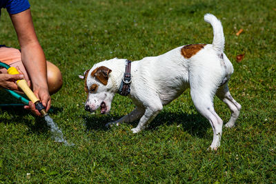 Full length of dog standing on grass