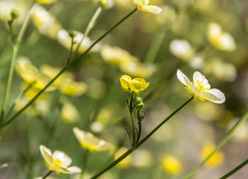 Close-up of yellow flowering plant on field