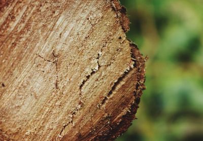 Close-up of tree trunk