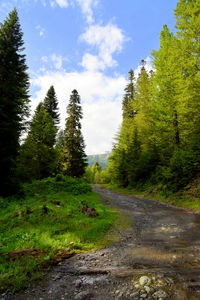 Street amidst trees against sky