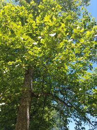 Low angle view of tree in forest against sky