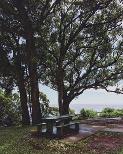 Trees in park