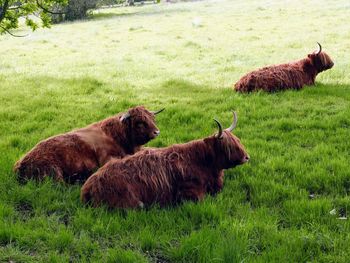 Highland cows in a field