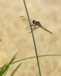 Close-up of dragonfly on plant