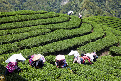 Farmers are picking tea leaves in a tea plantation of nantou, taiwan.