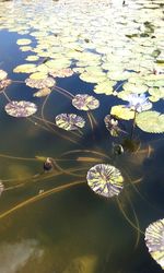 Close-up of lotus floating on water