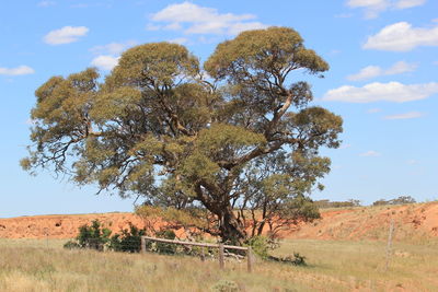 Tree on field against sky